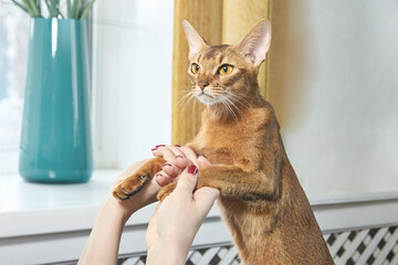 Abyssinian cat being playfully held by caucasian adult female hands near window.