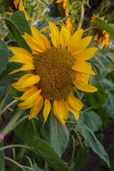Obraz premium Close-up of sunflower in a field with clear blue sky background. Golden sunlight highlighting yellow petals and textured center. Symbol of summer, farming and natural energy.