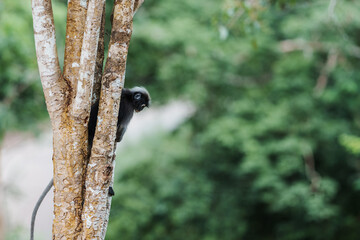 Back view of Trachypithecus obscurus monkey or langur, sitting on branch is lonely, absentminded in forest. Kaeng Krachan National Park, Phetchaburi, Thailand. Leave free space for banner text.
