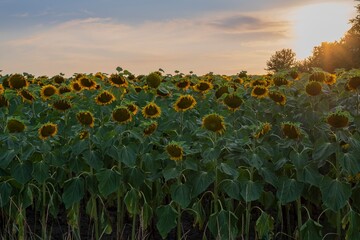 Field of sunflowers during sunset with soft warm tones. The mature flowers and wide green leaves form a natural composition perfect for summer, agriculture or nature-themed backgrounds.