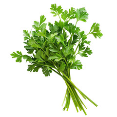 Obraz premium Fresh bunch of bright green parsley