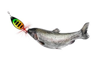 Trout caught on colorful fishing lure isolated on white background