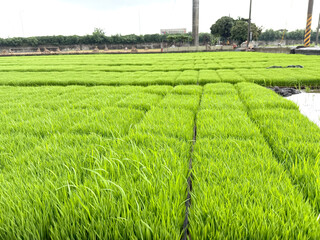 Rice seedlings, rice transplanting agriculture photo