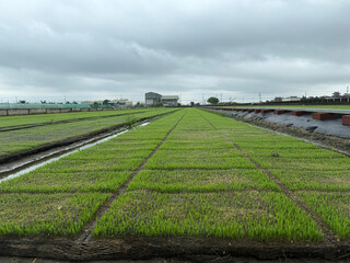 Rice seedlings, rice transplanting agriculture photo