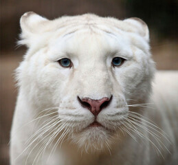 White Lion Portrait with Blue Eyes