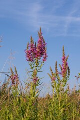 Close-up and wide-angle views of Lythrum salicaria (purple loosestrife) growing in a natural meadow habitat. Bright pinkish-purple petals under blue sky and golden light. Natural floral background.