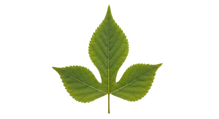 Isolated Green Leaf