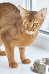 Elegant abyssinian cat with striking amber eyes gazing near silver bowl on white counter.