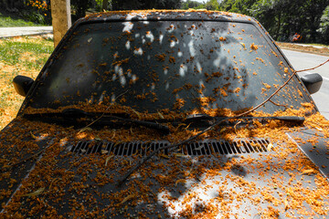 Close-up of a neglected car windshield and hood covered in fallen orange blossoms and dry leaves, parked under a tree on a sunny day.