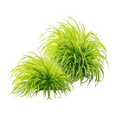 Two bright green fluffy ornamental grasses with thin blades creating a natural spherical shape isolated on transparent background