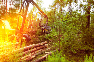 Heavy machinery operates in a forest, processing logs during a green forestry operation