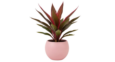 Isolated Pink Potted Plant