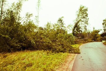 Storm damage in a forest reveals uprooted trees and dense vegetation after severe weather event in early spring