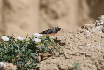 A close-up of a young pied wheatear (Oenanthe pleschanka) in its natural habitat