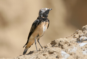 A close-up of a young pied wheatear (Oenanthe pleschanka) in its natural habitat