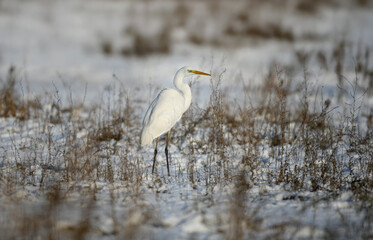 Adult The great egret (Ardea alba) photographed in winter standing on white snow close-up