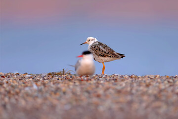 An adult ruddy turnstone (Arenaria interpres) in breeding plumage is photographed close-up on the shore of an estuary