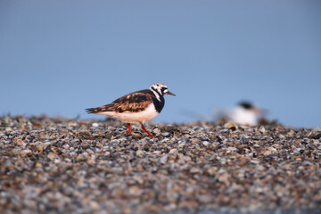 An adult ruddy turnstone (Arenaria interpres) in breeding plumage is photographed close-up on the shore of an estuary
