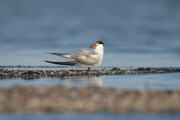 An adult Caspian tern (Hydroprogne caspia) is photographed close-up against the backdrop of blue water on the shore of the estuary