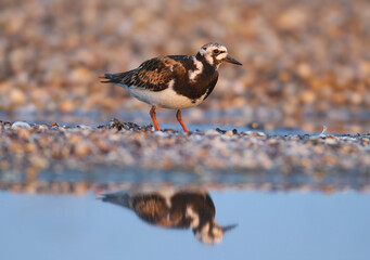 An adult ruddy turnstone (Arenaria interpres) in breeding plumage is photographed close-up on the shore of an estuary