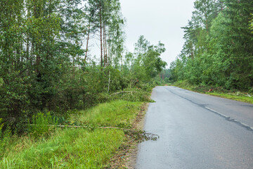 Storm damage in a forest reveals uprooted trees and dense vegetation after severe weather event in early spring
