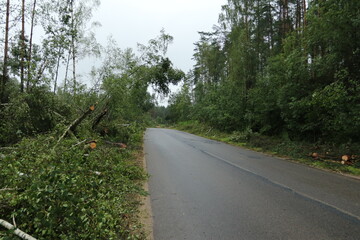 Storm damage in a forest reveals uprooted trees and dense vegetation after severe weather event in early spring