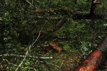 Storm damage in a forest reveals uprooted trees and dense vegetation after severe weather event in early spring