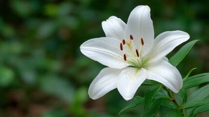 Fototapeta premium Delicate White Flower Blooming in a Green Garden with Soft Natural Light