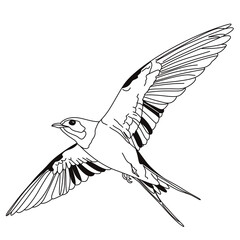 Bird icon. Bird feather silhouette symbol. Bird collection isolated.