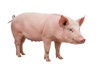 Domestic Pig, Farm Animal, Swine, Pork Production, Agriculture, Livestock, Meat Industry, Pink Pig, Piglet,  Isolated on White Background