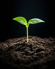 Green sprout grows in dark soil, studio lighting highlights the texture. Ideal for eco-branding, environmental posters.