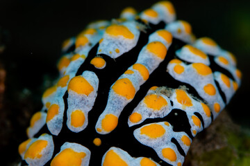 View of the sea slug with striking colors, a black body adorned with bright yellow spots outlined in white, a vibrant spectacle of underwater life, Pemuteran, Bali, Indonesia.