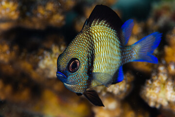 View of a vibrant damsel fish with its electric blue accents and iridescent scales dancing amidst the coral gardens, Pemuteran, Bali, Indonesia.