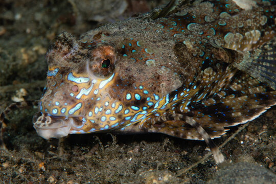 View of a flamboyant Coral fish Fingered dragonet, adorned with turquoise and gold, rests camouflaged against the dark, grainy seabed, Pemuteran, Bali, Indonesia.