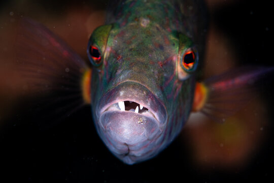 View of a vibrant parrotfish with piercing red eyes and protruding teeth, swimming in the dark depths of the ocean, Pemuteran, Bali, Indonesia.