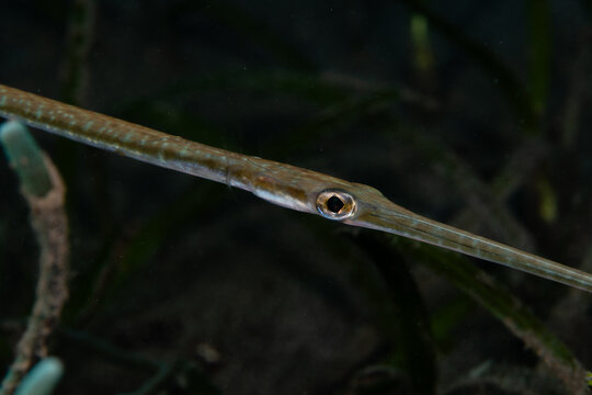 View of a slender, elongated trumpetfish, with its cryptic coloration blending seamlessly against the dark backdrop, hovers gracefully, Pemuteran, Bali, Indonesia.