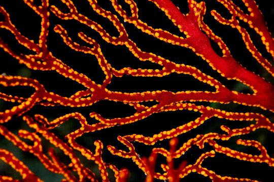 View of intricate red coral branches adorned with tiny golden polyps against the inky depths of the ocean, Pemuteran, Bali, Indonesia.