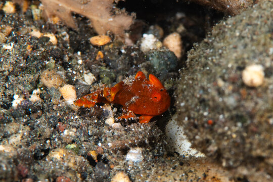 View of a tiny vibrant orange frogfish nestled amongst dark, coarse sand and rocky outcrops, a striking contrast of color and texture, Pemuteran, Bali, Indonesia.