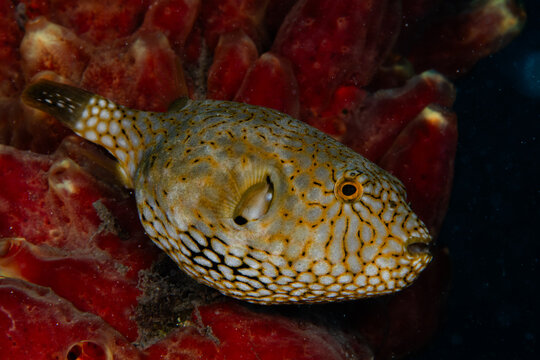 View of a vibrant, speckled pufferfish rests gently against the soft, textured surface of a bright red sponge, a serene underwater scene, Pemuteran, Bali, Indonesia.