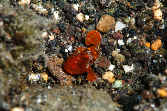 View of a tiny vibrant orange frogfish nestled amongst the dark, coarse grains of sand, a stark contrast of color and texture, Pemuteran, Bali, Indonesia.