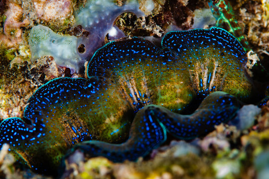 View of a vibrant giant clam, adorned with iridescent blue spots, nestled amidst the coral reef's textured embrace, a glimpse into underwater paradise, Pemuteran, Bali, Indonesia.