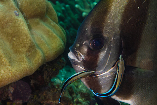 View of a cleaner wrasse diligently removing parasites from a curious batfish amidst the vibrant coral reefs, Pemuteran, Bali, Indonesia.