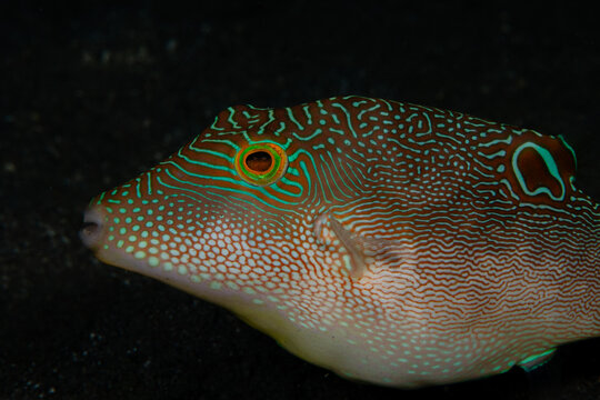 View of a pufferfish reveals intricate patterns of brown and turquoise against the dark ocean floor, a testament to nature's artistry, Pemuteran, Bali, Indonesia.
