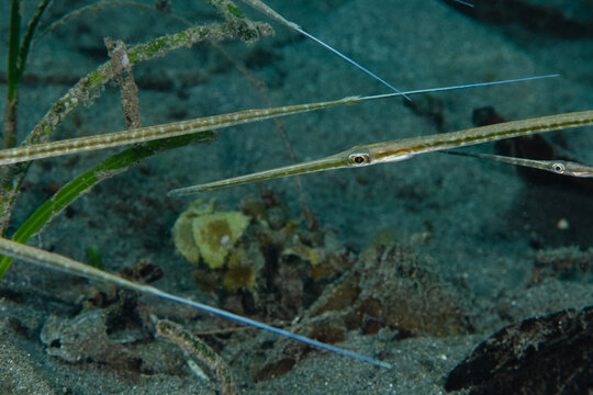 View of slender ghost pipefish gracefully glide through the seagrass, their elongated bodies blending seamlessly with the underwater plants, Pemuteran, Bali, Indonesia.