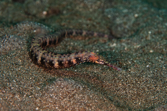 View of a cryptic dragonface pipefish blending seamlessly with the dark, coarse sand of the ocean floor, its elongated body a marvel of camouflage, Pemuteran, Bali, Indonesia.