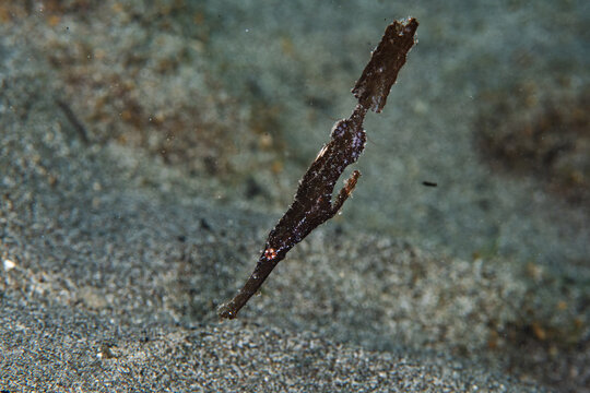 View of a slender, dark ghost pipefish hovers elegantly above the sandy seabed, a master of camouflage in the tranquil depths, Pemuteran, Bali, Indonesia.