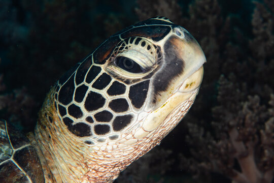 View of a turtle's textured face, with its intricate mosaic pattern of black and white scales, emerges from the dark depths, Pemuteran, Bali, Indonesia.