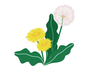 Flat vector illustration of a wild dandelion plant with bright yellow flowers and jagged green leaves. Hand drawn and isolated on a white background. Ideal for botanical and nature themed designs