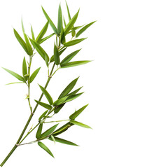 Fototapeta premium Vibrant green bamboo leaves and stems