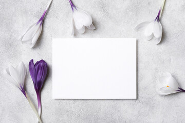 White blank greeting card mockup surrounded by delicate purple and white crocus flowers on a textured gray background, copy space for card design